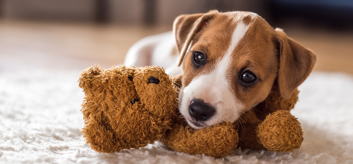 puppy playing with a teddybear