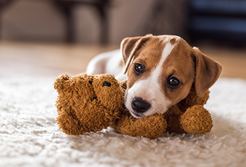 puppy playing with a teddybear