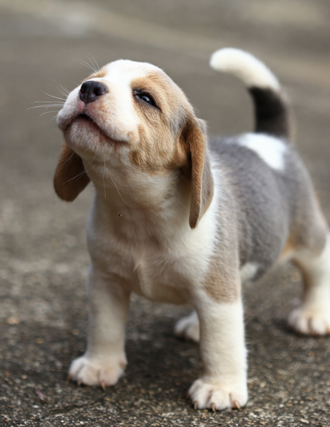 happy puppy looking up