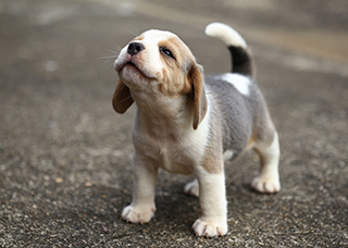 happy puppy looking up