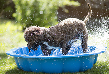 Dog splashing in paddling pool