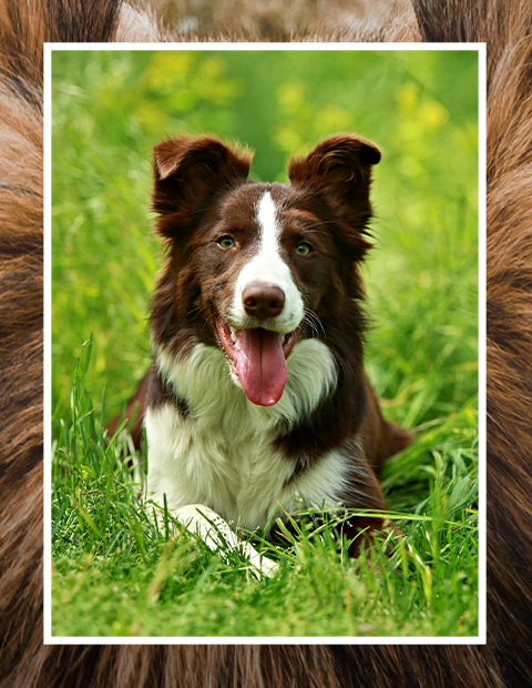 Dog laying in the grass