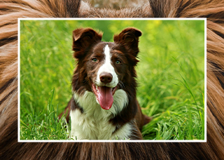 Dog laying in the grass