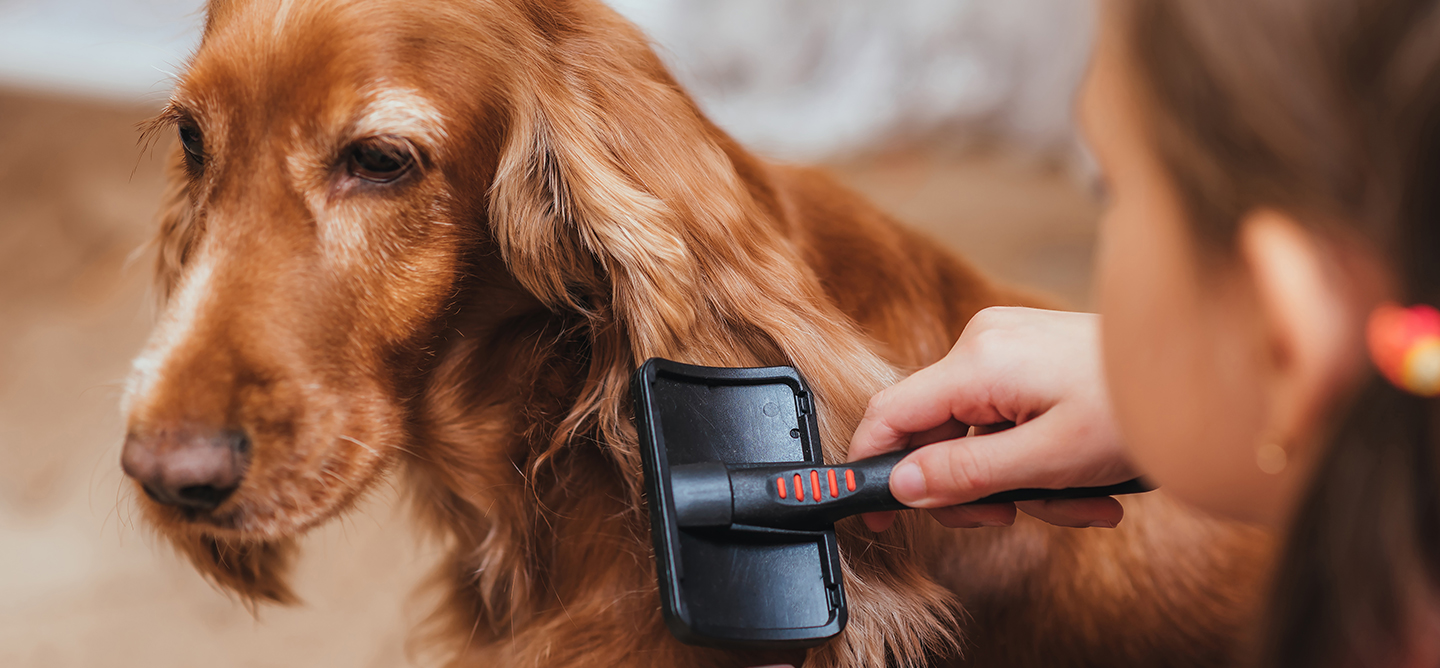 Dog having it's ears brushed