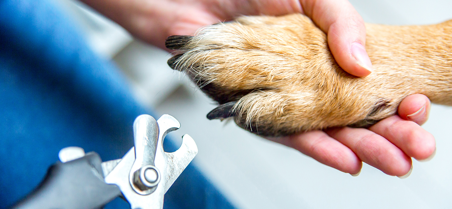 Dog having it's nails clipped