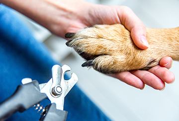 Dog having it's nails clipped