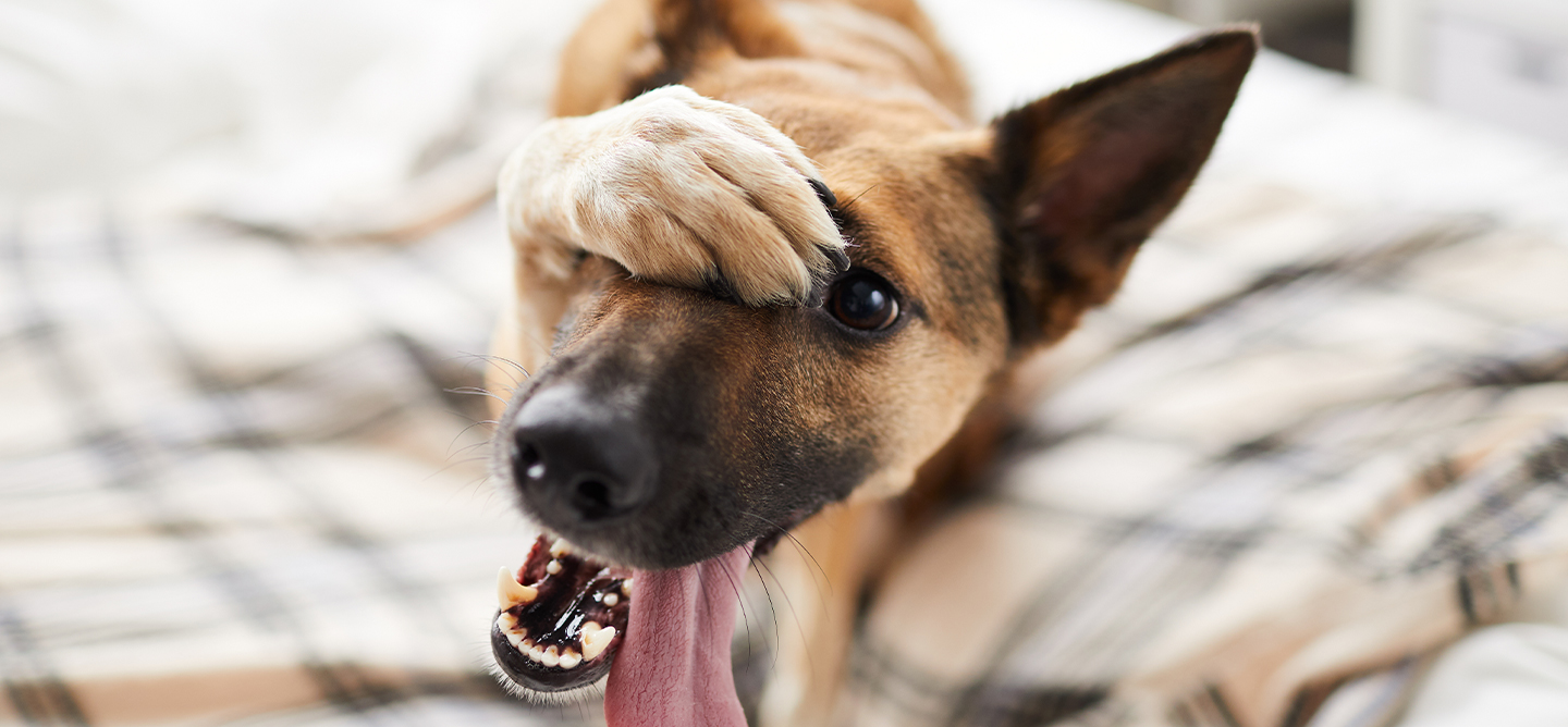 Alsatian on a blanket with it's paw over it's nose