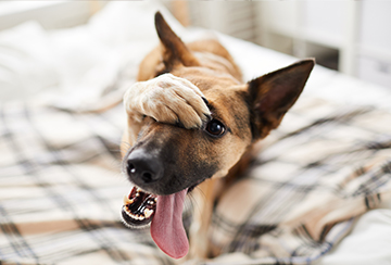 Alsatian on a blanket with it's paw over it's nose