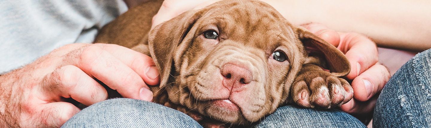 puppy on a lap being fussed