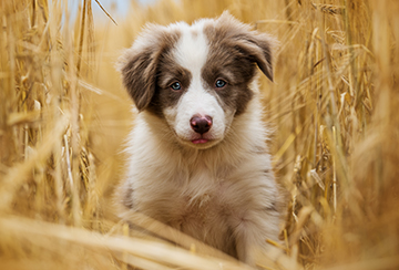 Very fluffy puppy in a corn field