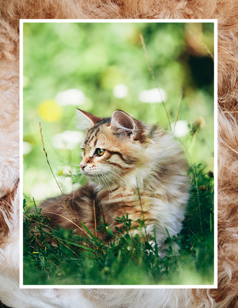 Cat alert on grass in the shade