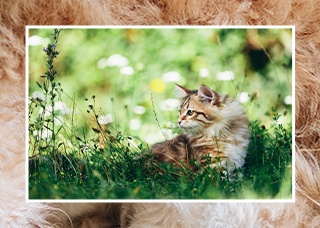 Cat alert on grass in the shade