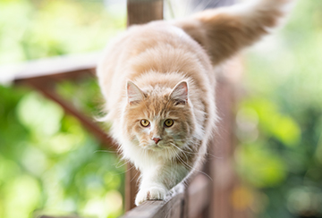 Fluffy cat prowling across the top of a fence in a sunny garden