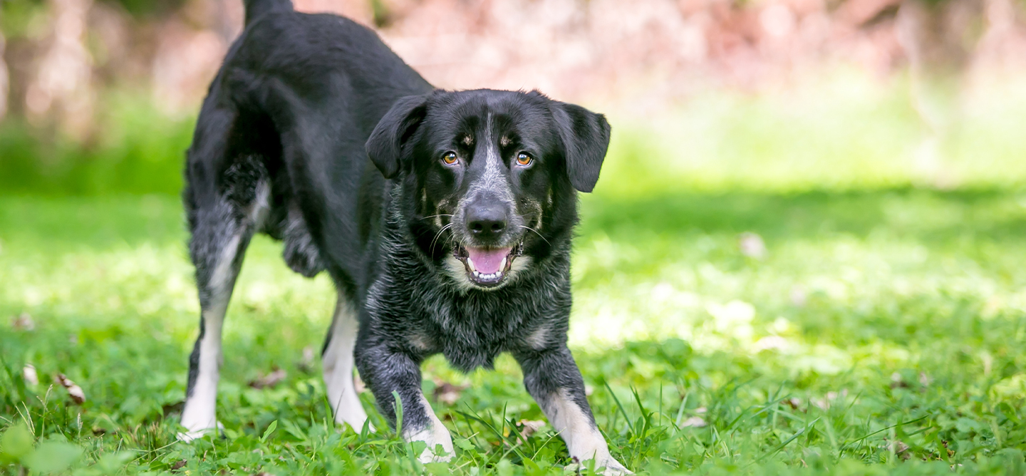 Black dog ready to play