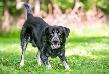 Black dog ready to play