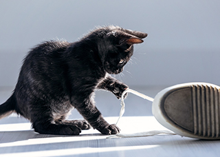 Black kitten playing with shoelace