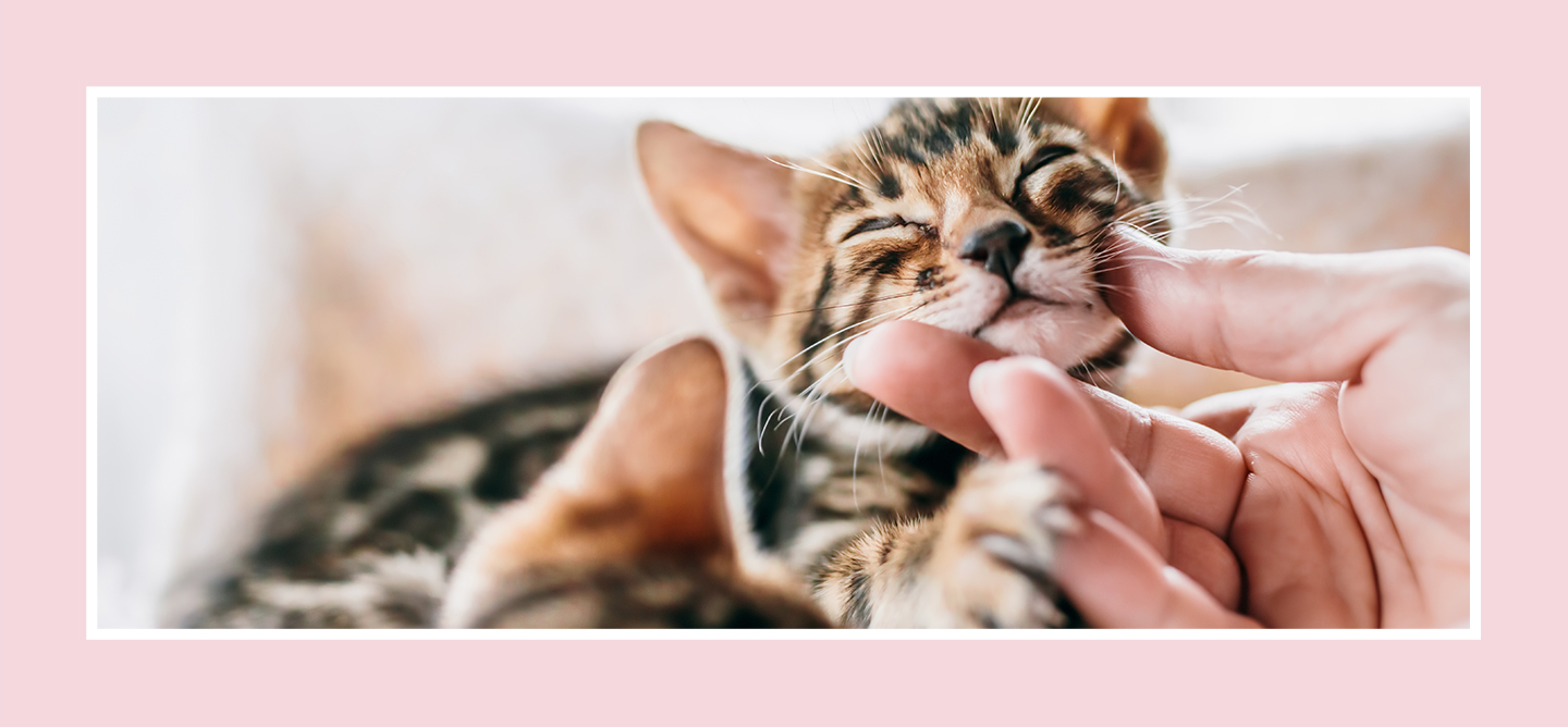 kitten having chin scratched