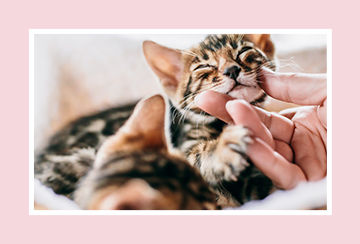 kitten having chin scratched