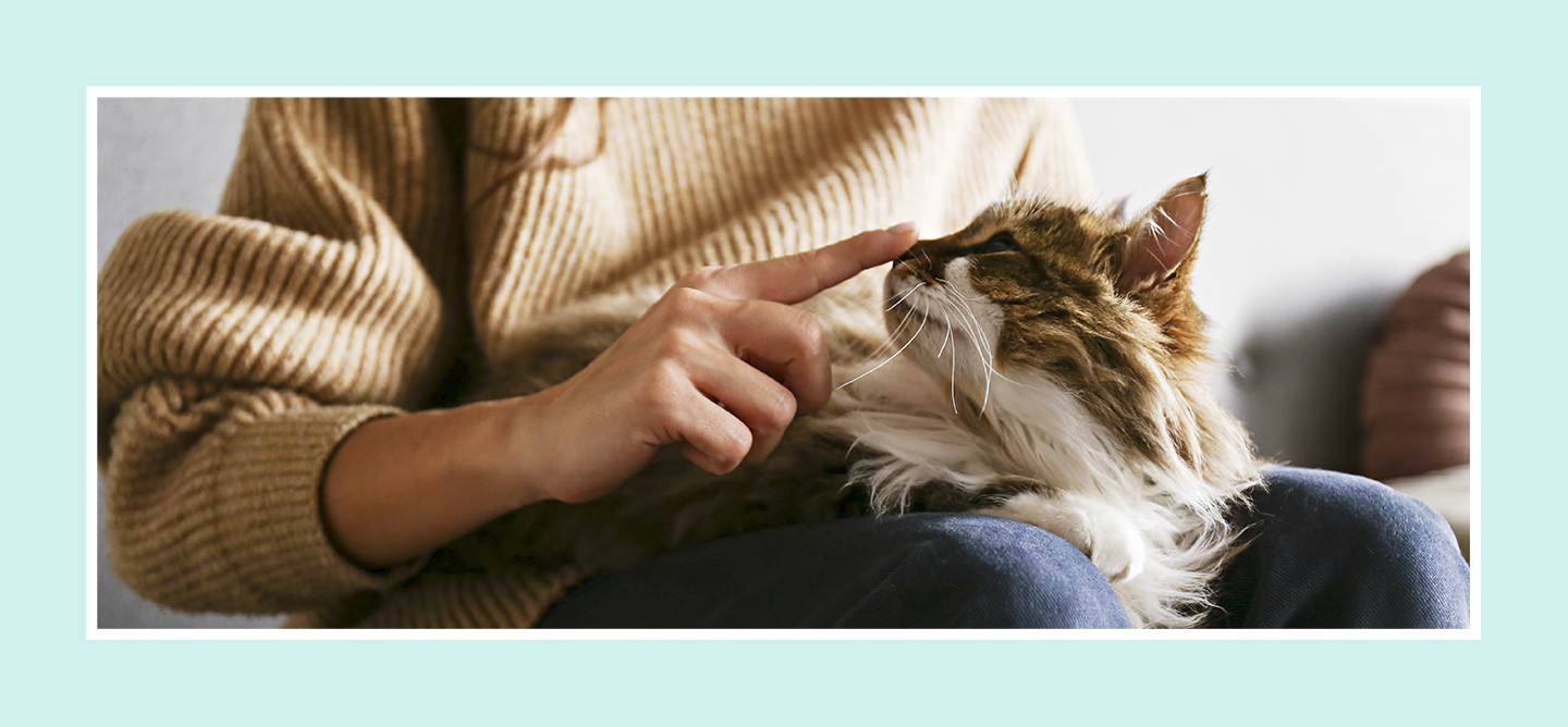 Cat on a lap having it's nose stroked