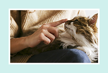 Cat on a lap having it's nose stroked