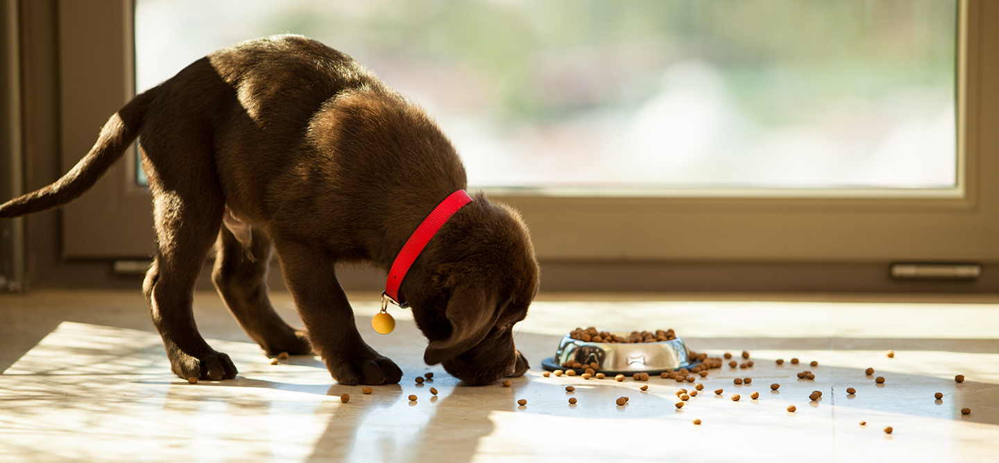 Chocolate Labrador puppy sniffing dry food spilt from a dog bowl