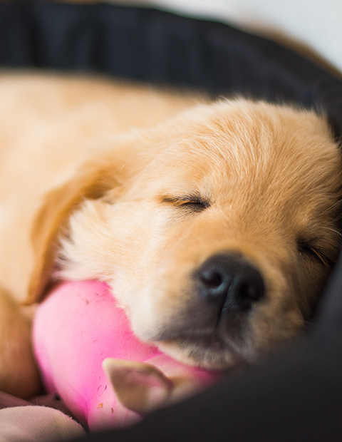 Sleeping puppy