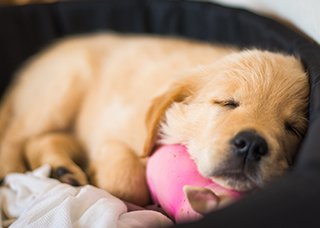 Sleeping puppy