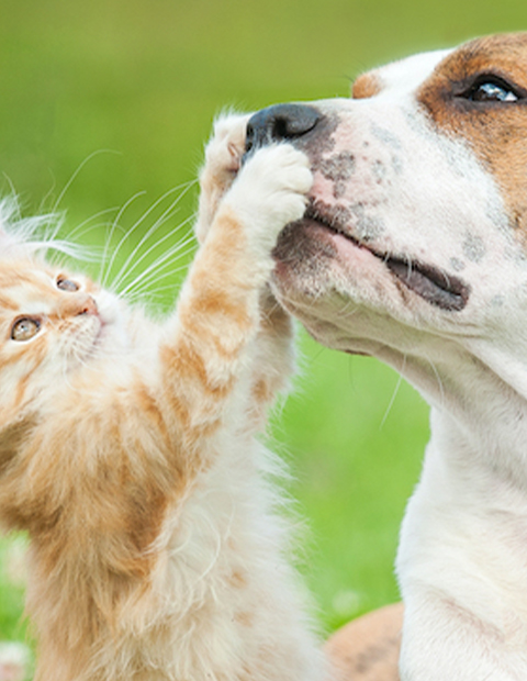 cat pawing dogs nose
