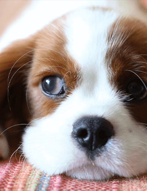 puppy resting