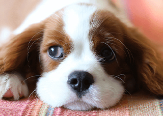 puppy resting