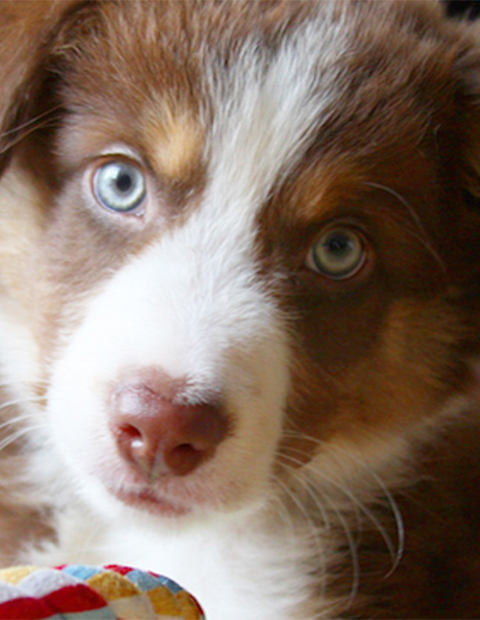 fluffy puppy face