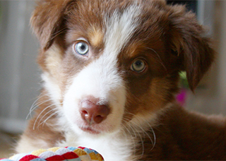 fluffy puppy face