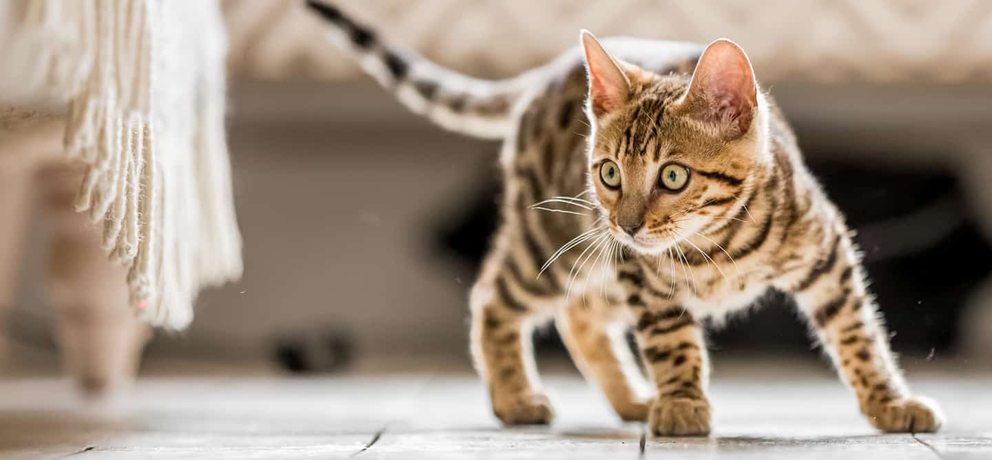 Cat looking at mop head