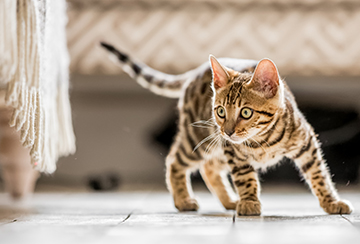 Kitten playing