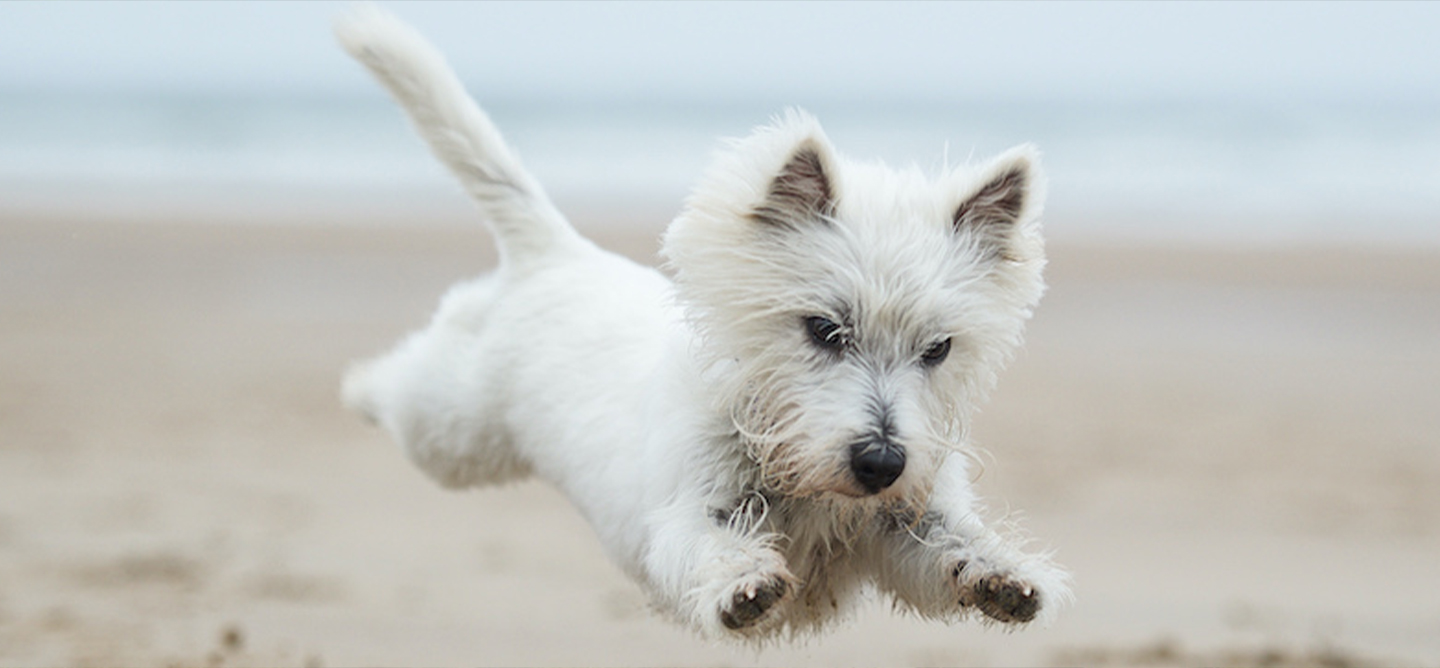 Dog running on a beach