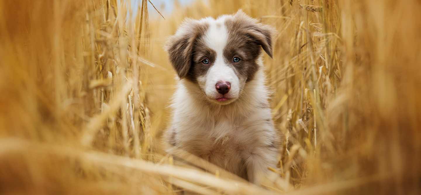 NEW PUPPY IMAGE