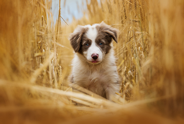 NEW PUPPY IMAGE
