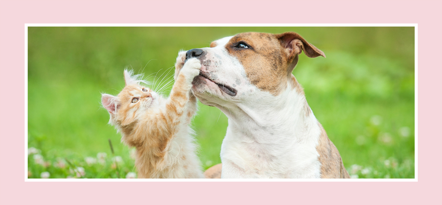 A kitten playing with a dog