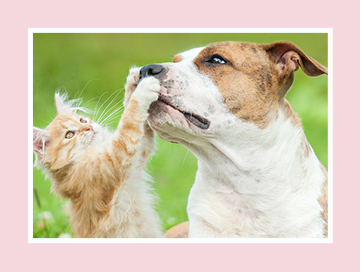 A kitten playing with a dog