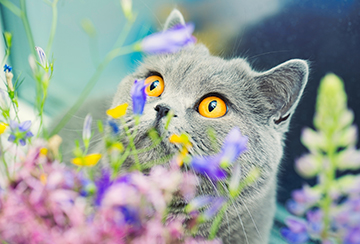 A grey cat sitting behind flowers