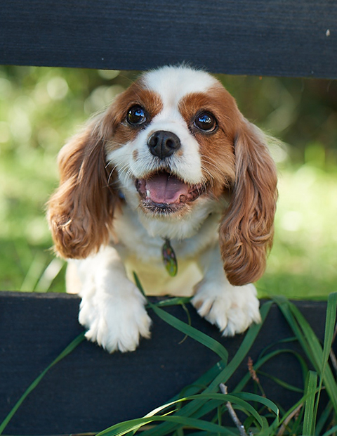 A spaniel peering through a fence