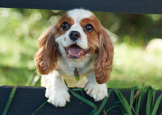 A spaniel peering through a fence