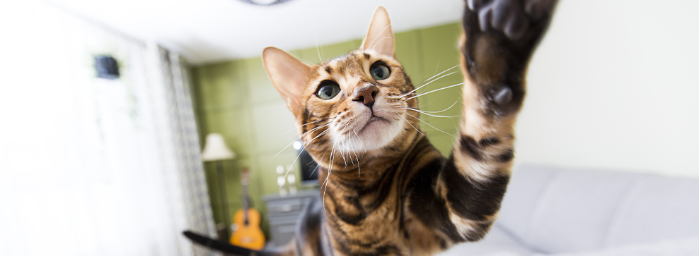 Cat found you