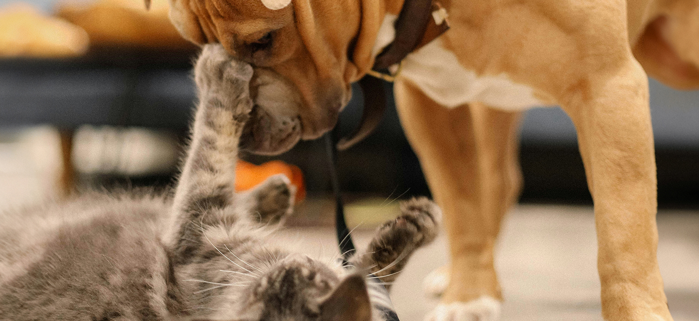 a dog and a cat playing with each other