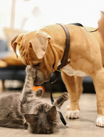 a dog and a cat playing with each other