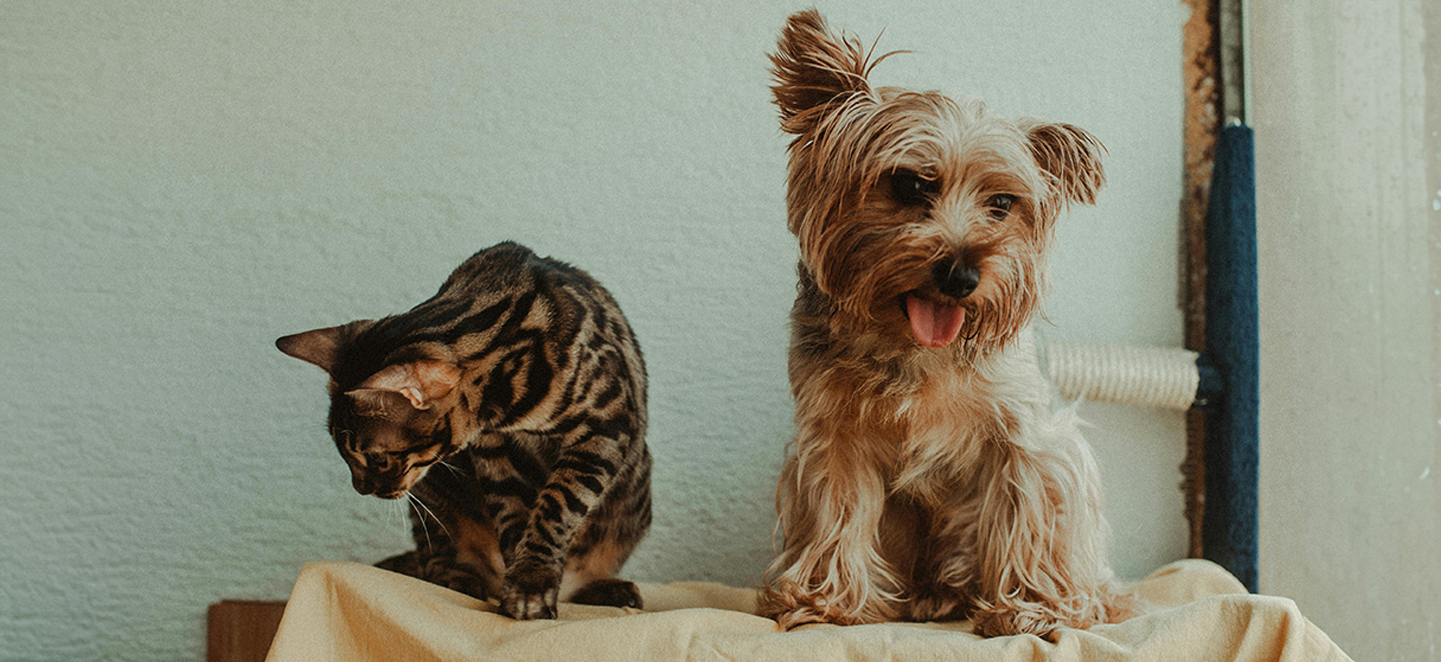 a cat and a dog sitting side by side
