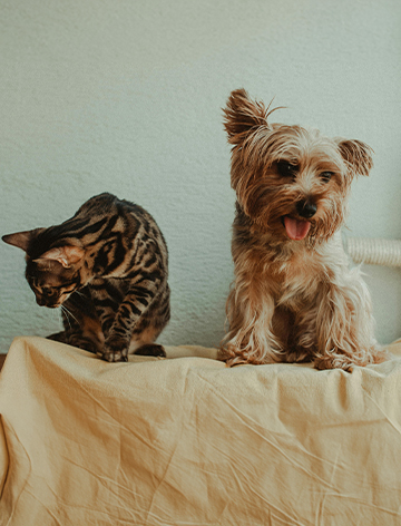 a cat and a dog sitting side by side