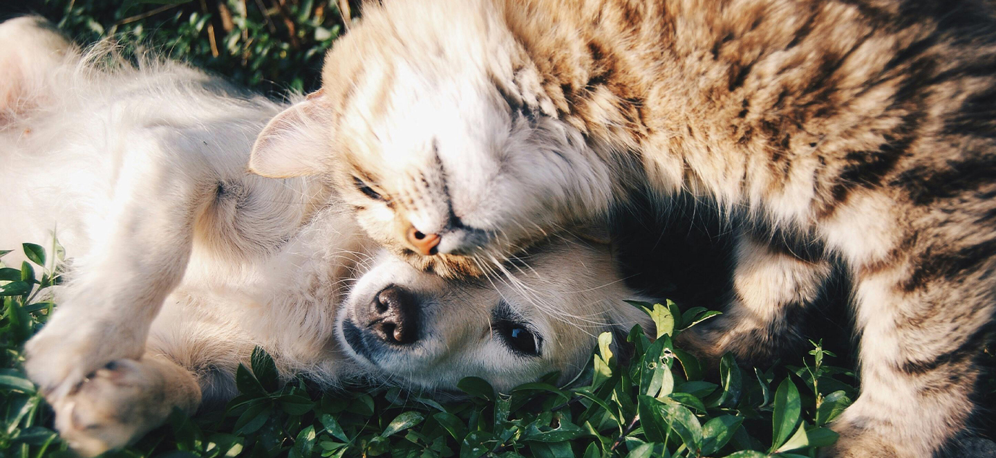 a cat and a dog playing in the grass