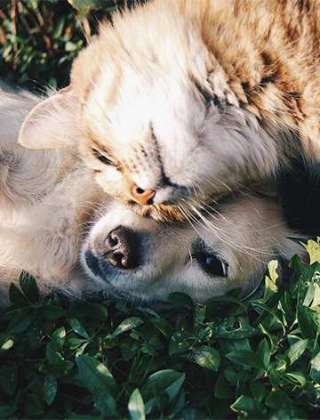 a cat and a dog playing in the grass