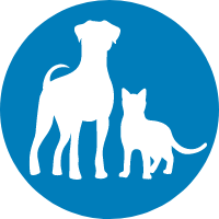 dog and cat